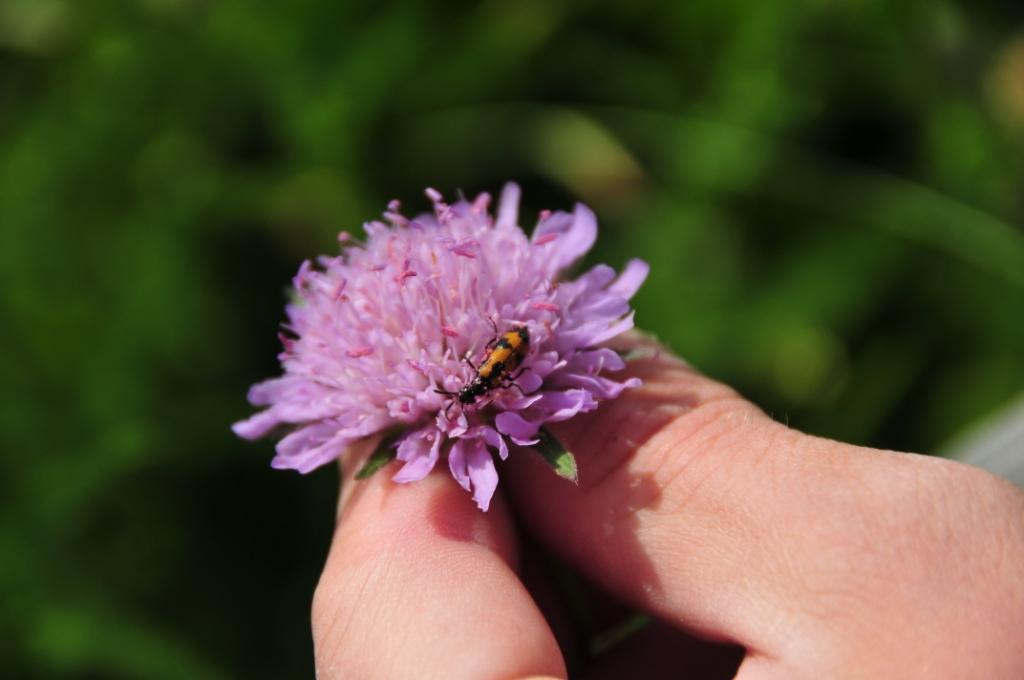 Domenica erpeto-entomologica